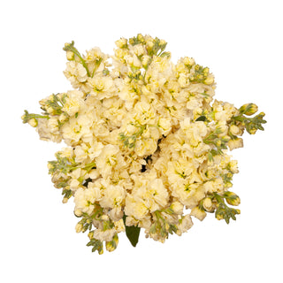 Yellow Stock Yellow flowers - fresh-cut flowers by Bloomingmore - ideal for weddings and floral events