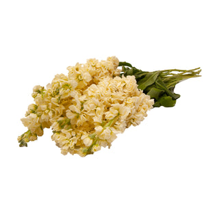 Yellow Stock Yellow flowers - fresh-cut flowers by Bloomingmore - ideal for weddings and floral events