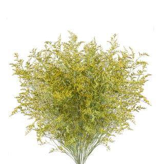 Yellow Tinted Limonium Yellow flowers - fresh-cut flowers by Bloomingmore - ideal for weddings and floral events