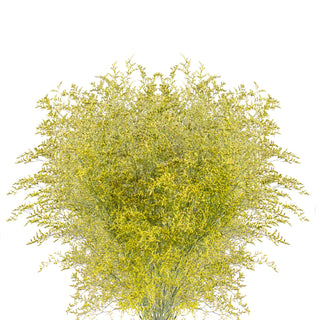 Yellow Tinted with Glitter Limonium Yellow flowers - fresh-cut flowers by Bloomingmore - ideal for weddings and floral events