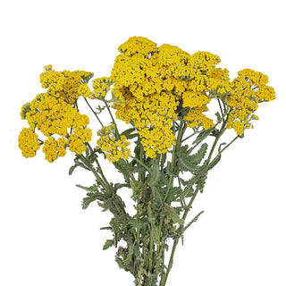 Yellow Yarrow Yellow flowers - fresh-cut flowers by Bloomingmore - ideal for weddings and floral events