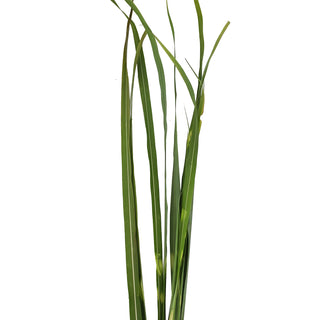 Zebra Grass Green flowers - fresh-cut flowers by Bloomingmore - ideal for weddings and floral events