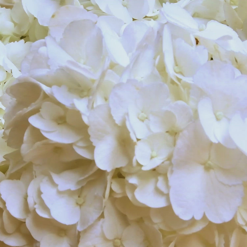 White and Antique Red Jumbo Hydrangeas Bloomingmore Tips