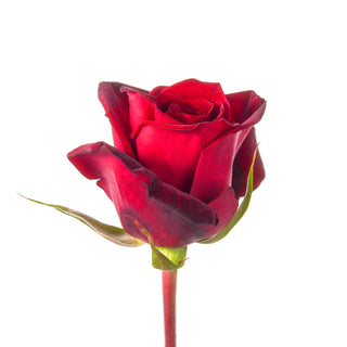 Bulk Black Magic roses in deep burgundy-red, farm-direct wholesale roses from Bloomingmore for moody wedding and event florals