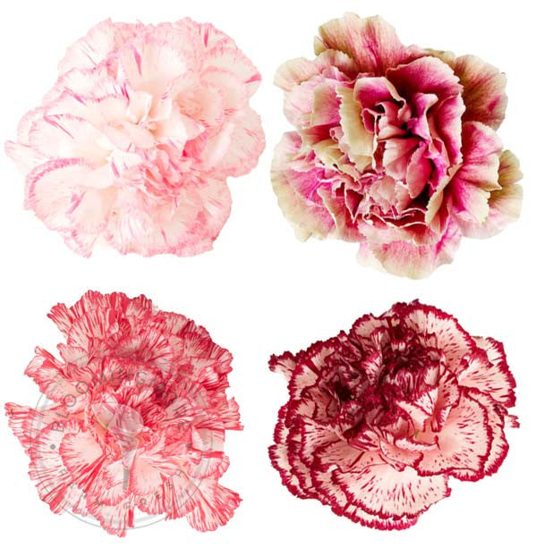 Mixed Color Novelty Carnation Flowers | DIY Wedding Flowers | FiftyFlowers