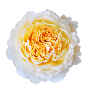 Beatrice - David Austin Garden Rose - 36 stems