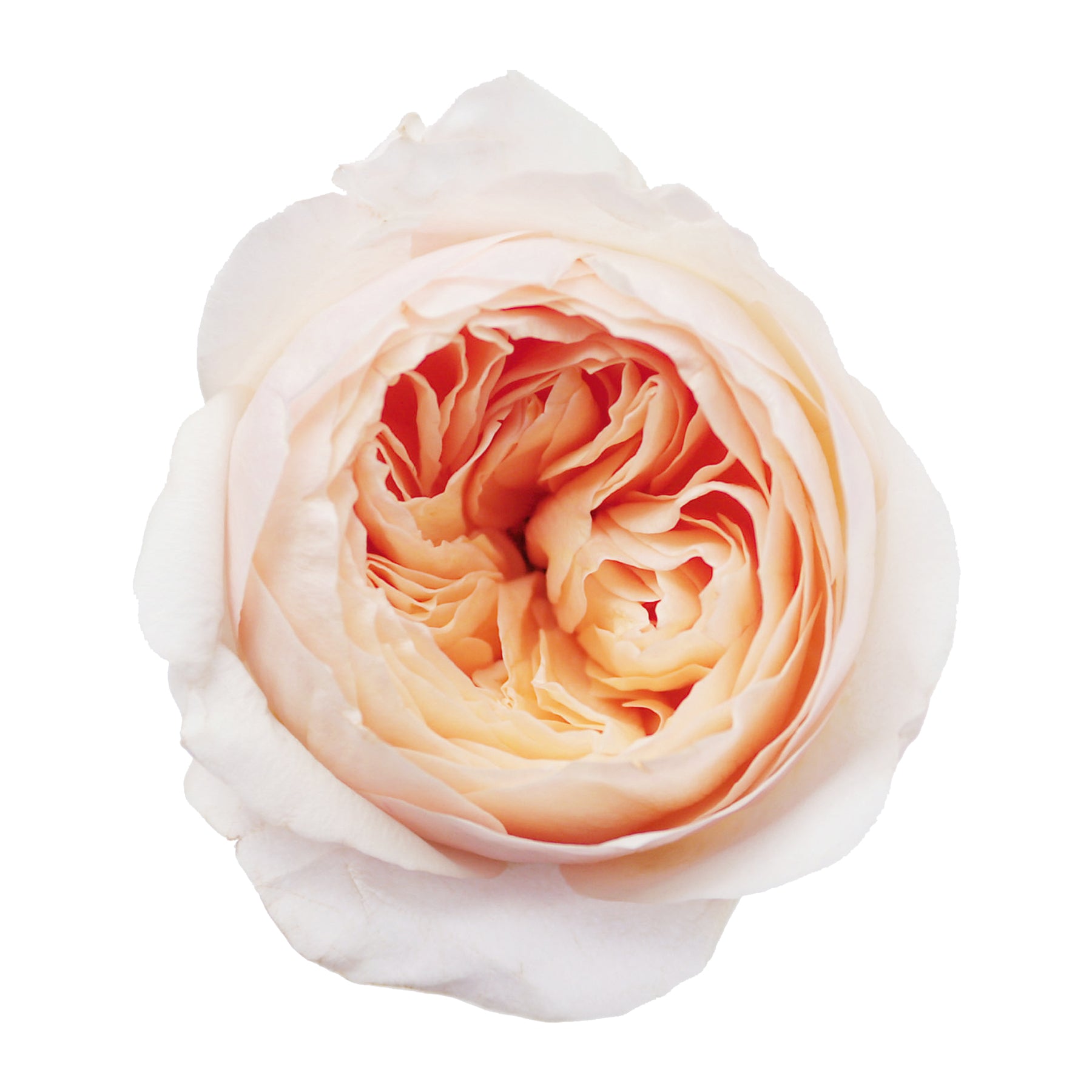 Garden Roses – Bloomingmore