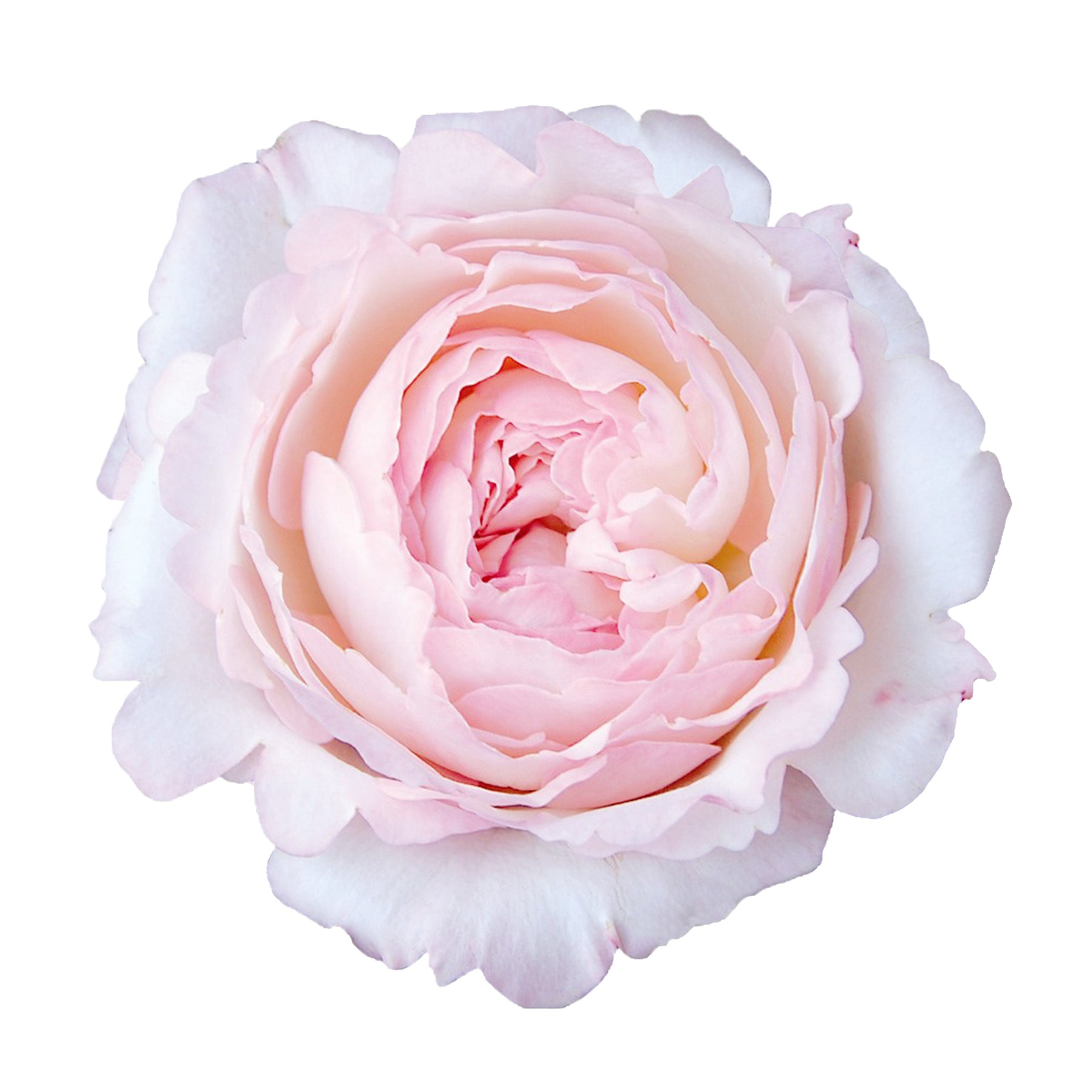 Garden Roses – Bloomingmore