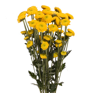 Yellow Natural Button Pompom Mums