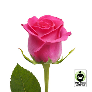 Fair Trade Natural Hot Pink Roses - Choose from  25 to 100 Stems