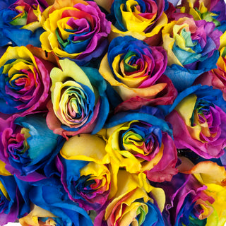 Rainbow Tinted Roses