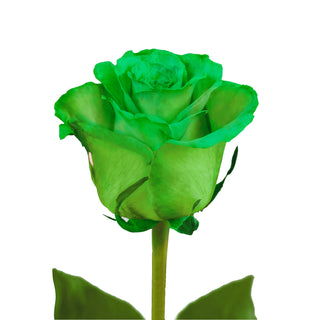 Green Tinted Roses