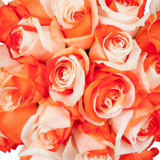Orange & White Tinted Roses