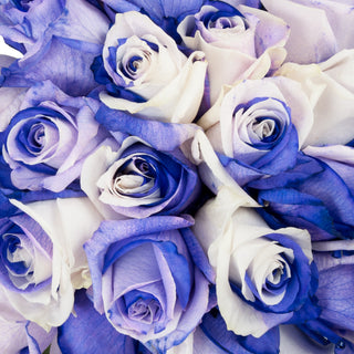 Purple & White Tinted Roses