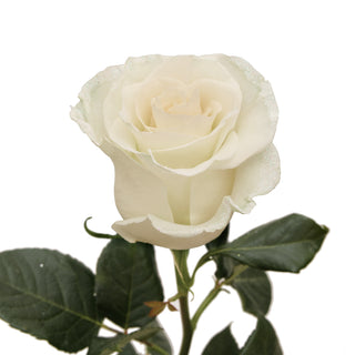 White & Iridescent Glitter Roses